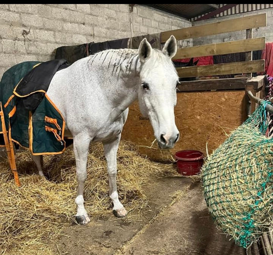 NON SLOW HAY PILLOW