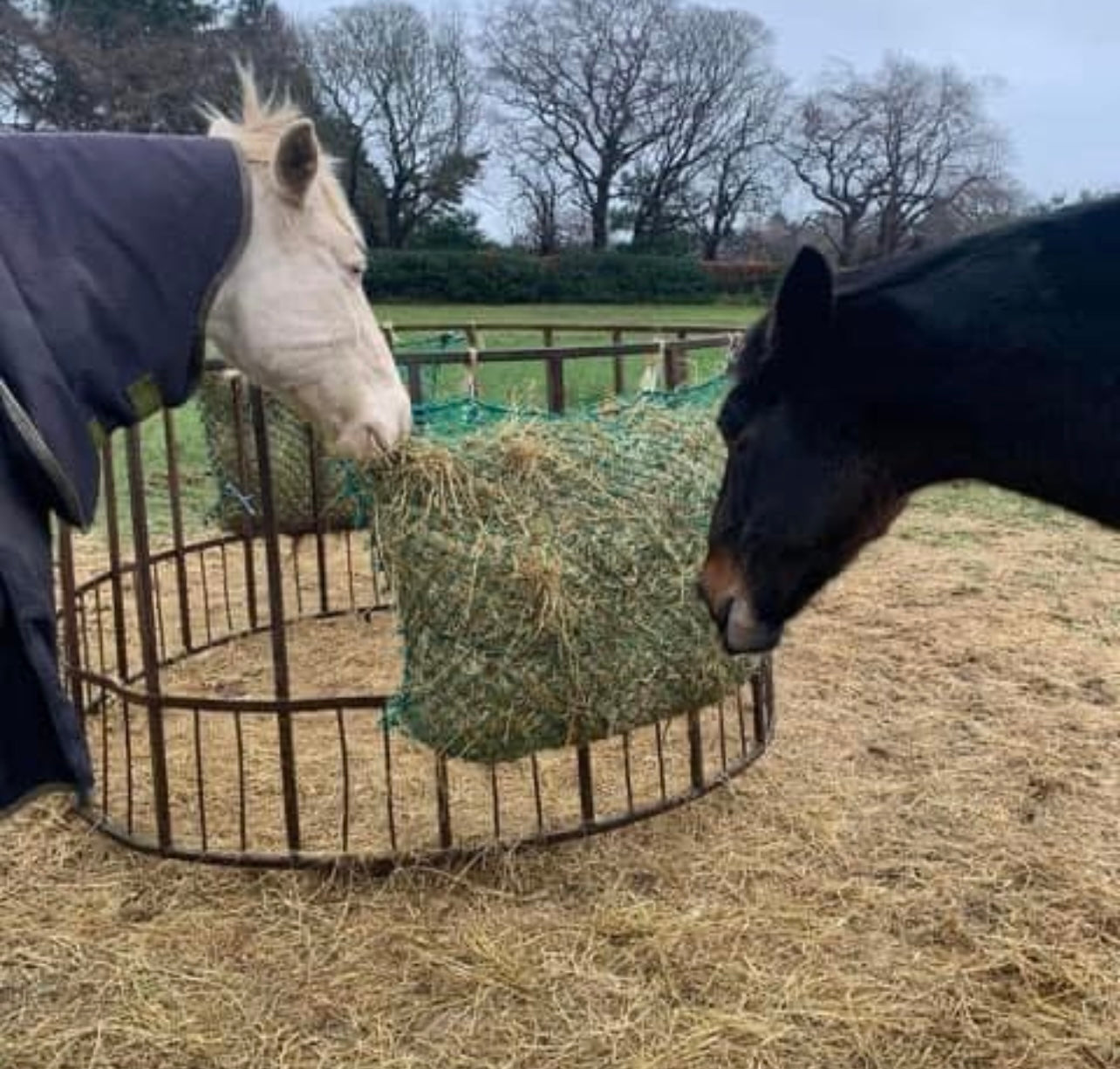 NON SLOW HAY PILLOW